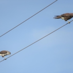 Falco berigora at Gundaroo, NSW - 13 Apr 2018