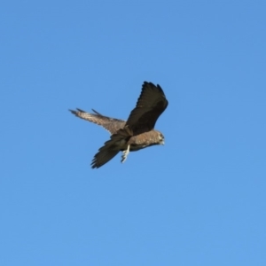 Falco berigora at Gundaroo, NSW - 13 Apr 2018