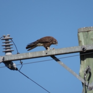 Falco berigora at Gundaroo, NSW - 13 Apr 2018