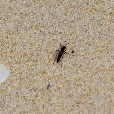 Pompilidae (family) (Unidentified Spider wasp) at Ben Boyd National Park - 13 Apr 2018 by RossMannell