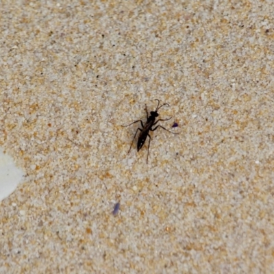 Pompilidae (family) (Unidentified Spider wasp) at Eden, NSW - 13 Apr 2018 by RossMannell