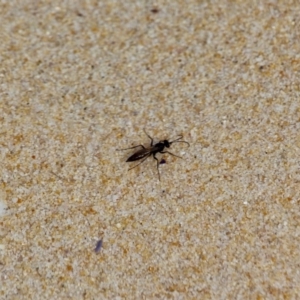 Pompilidae (family) at Eden, NSW - 13 Apr 2018