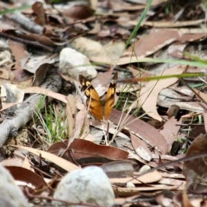 Heteronympha merope at Eden, NSW - 13 Apr 2018