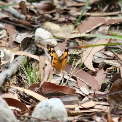 Heteronympha merope (Common Brown Butterfly) at Ben Boyd National Park - 13 Apr 2018 by RossMannell