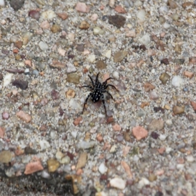 Nyssus albopunctatus (White-spotted swift spider) at Ben Boyd National Park - 13 Apr 2018 by RossMannell