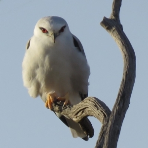 Elanus axillaris at Molonglo Valley, ACT - 14 Apr 2018 07:16 AM