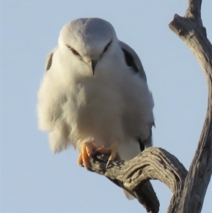 Elanus axillaris at Molonglo Valley, ACT - 14 Apr 2018