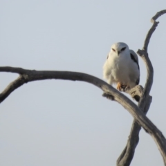 Elanus axillaris at Molonglo Valley, ACT - 14 Apr 2018 07:16 AM