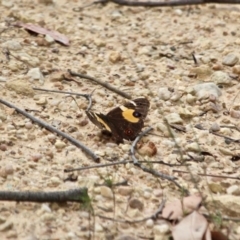 Tisiphone abeona (Varied Sword-grass Brown) at Ben Boyd National Park - 13 Apr 2018 by RossMannell