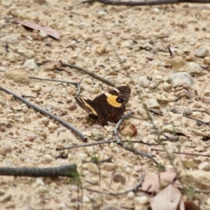 Tisiphone abeona at Eden, NSW - 13 Apr 2018 03:42 PM