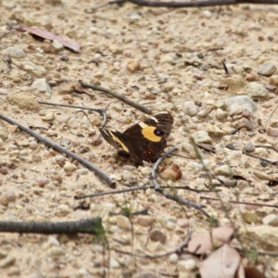 Tisiphone abeona (Varied Sword-grass Brown) at Ben Boyd National Park - 13 Apr 2018 by RossMannell