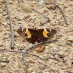 Tisiphone abeona at Eden, NSW - 13 Apr 2018 03:42 PM