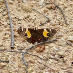 Tisiphone abeona at Eden, NSW - 13 Apr 2018 03:42 PM