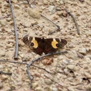 Tisiphone abeona at Eden, NSW - 13 Apr 2018 03:42 PM