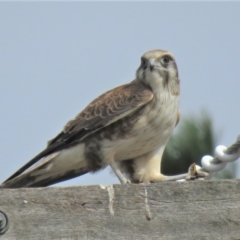 Falco berigora (Brown Falcon) at Sutton, NSW - 13 Apr 2018 by KumikoCallaway