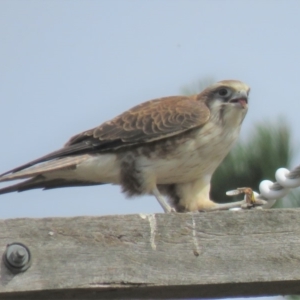 Falco berigora at Sutton, NSW - 13 Apr 2018