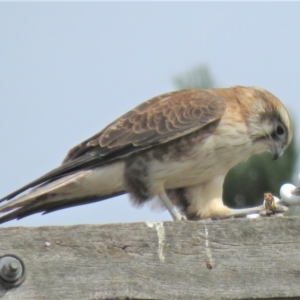 Falco berigora at Sutton, NSW - 13 Apr 2018