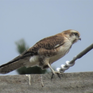 Falco berigora at Sutton, NSW - 13 Apr 2018