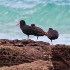 Haematopus fuliginosus (Sooty Oystercatcher) at Ben Boyd National Park - 13 Apr 2018 by RossMannell
