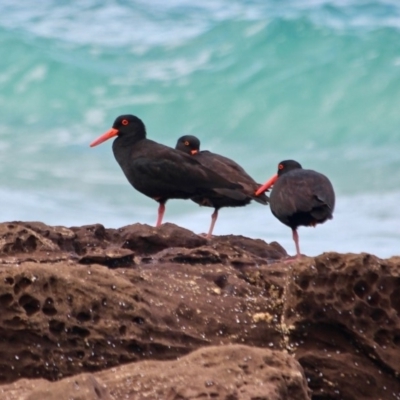 Haematopus fuliginosus (Sooty Oystercatcher) at Eden, NSW - 13 Apr 2018 by RossMannell