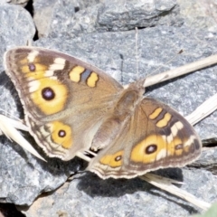 Junonia villida (Meadow Argus) at Lyneham, ACT - 14 Apr 2018 by jb2602