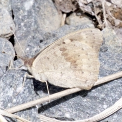 Junonia villida at Lyneham, ACT - 14 Apr 2018 12:05 PM