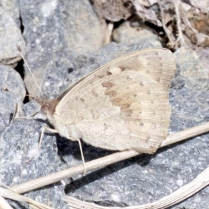 Junonia villida at Lyneham, ACT - 14 Apr 2018