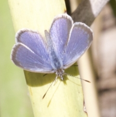 Zizina otis (Common Grass-Blue) at Lyneham Wetland - 14 Apr 2018 by jb2602