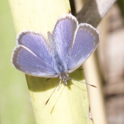 Zizina otis (Common Grass-Blue) at Sullivans Creek, Lyneham South - 14 Apr 2018 by jb2602