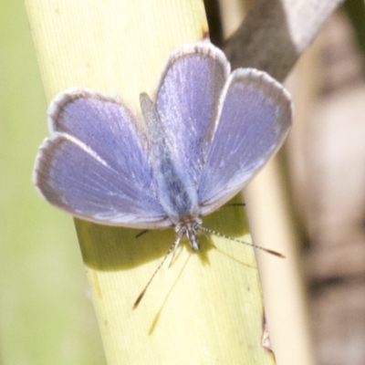 Zizina otis (Common Grass-Blue) at Lyneham Wetland - 14 Apr 2018 by jb2602