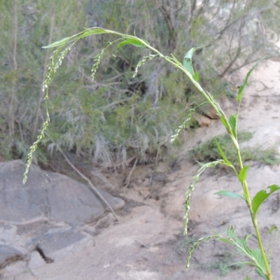 Persicaria hydropiper (Water Pepper) at Tennent, ACT - 14 Mar 2018 by MichaelBedingfield