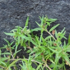 Persicaria prostrata (Creeping Knotweed) at Tennent, ACT - 14 Mar 2018 by michaelb