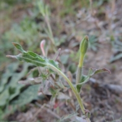 Oenothera indecora subsp. bonariensis (Small-flower Evening Primrose) at Tennent, ACT - 14 Mar 2018 by michaelb