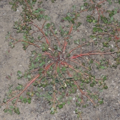 Portulaca oleracea (Pigweed, Purslane) at Gigerline Nature Reserve - 14 Mar 2018 by michaelb