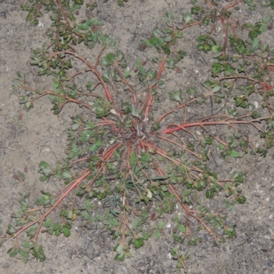 Portulaca oleracea (Pigweed, Purslane) at Tennent, ACT - 14 Mar 2018 by michaelb