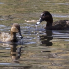 Aythya australis (Hardhead) at City Renewal Authority Area - 14 Apr 2018 by jbromilow50