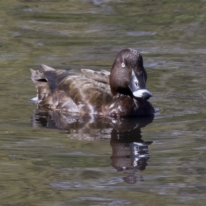 Aythya australis at Lyneham, ACT - 14 Apr 2018 11:52 AM