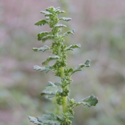 Dysphania pumilio (Small Crumbweed) at Tennent, ACT - 14 Mar 2018 by MichaelBedingfield