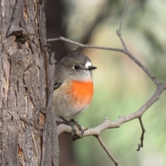 Petroica boodang (Scarlet Robin) at Molonglo River Reserve - 13 Apr 2018 by KumikoCallaway