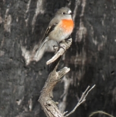 Petroica boodang at Molonglo River Reserve - 14 Apr 2018