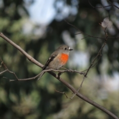 Petroica boodang at Molonglo River Reserve - 14 Apr 2018 08:17 AM