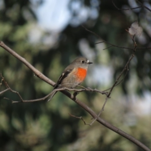 Petroica boodang at Molonglo River Reserve - 14 Apr 2018 08:17 AM