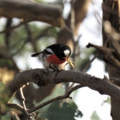 Petroica boodang at Molonglo River Reserve - 14 Apr 2018