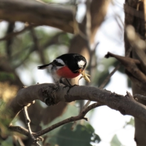 Petroica boodang at Molonglo River Reserve - 14 Apr 2018 08:17 AM