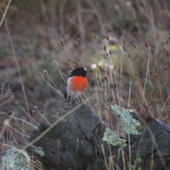 Petroica boodang at Molonglo River Reserve - 14 Apr 2018