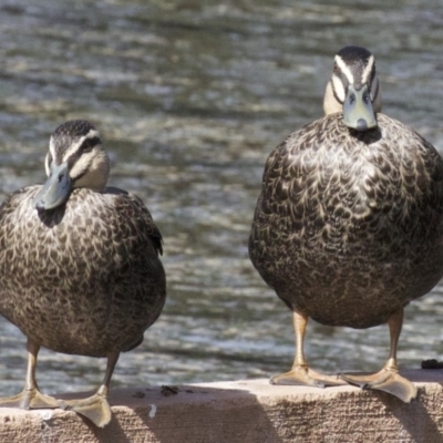 Anas superciliosa (Pacific Black Duck) at Sullivans Creek, Lyneham South - 14 Apr 2018 by jb2602