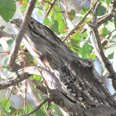 Podargus strigoides (Tawny Frogmouth) at Kama - 13 Apr 2018 by KumikoCallaway