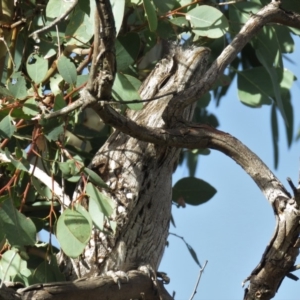 Podargus strigoides at Molonglo River Reserve - 14 Apr 2018