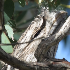 Podargus strigoides at Molonglo River Reserve - 14 Apr 2018