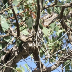 Podargus strigoides at Molonglo River Reserve - 14 Apr 2018